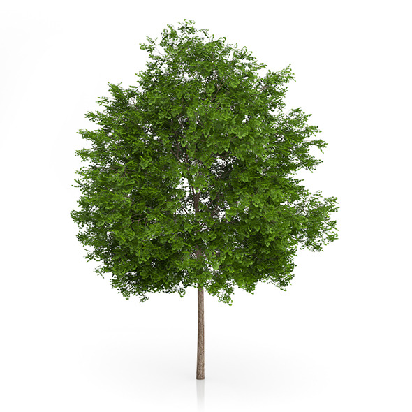 Maidenhair Tree (Ginkgo biloba) 6.3m